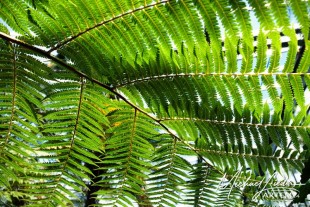 Farnfächer – Ein Blätterdach aus Licht und Grün